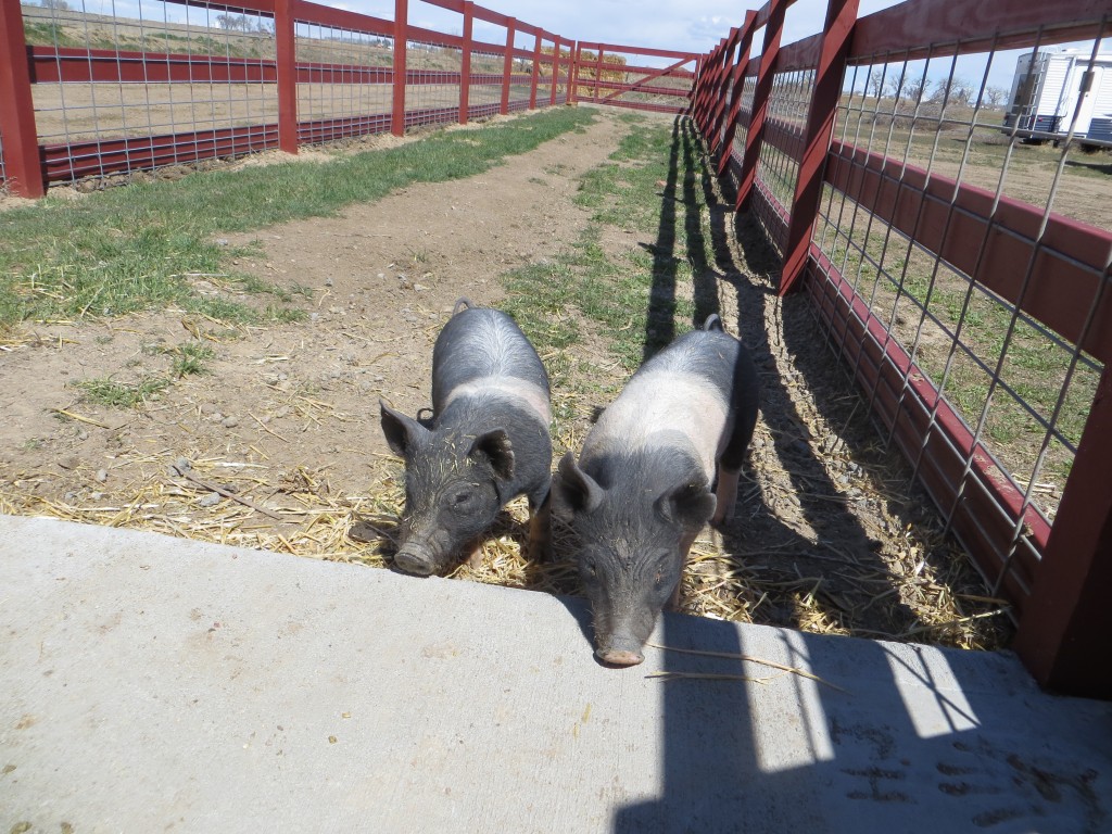 George is on the right.  The white dust on them is lice dust.