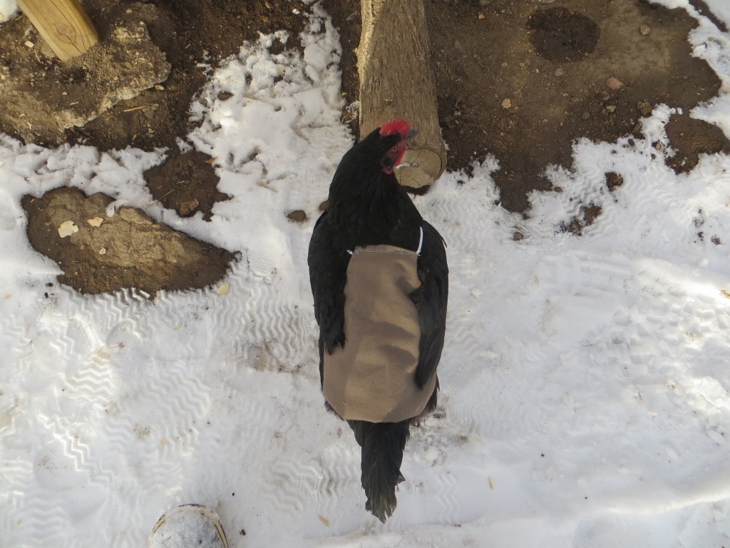 Pepper modeling her chicken "saddle" in her living days