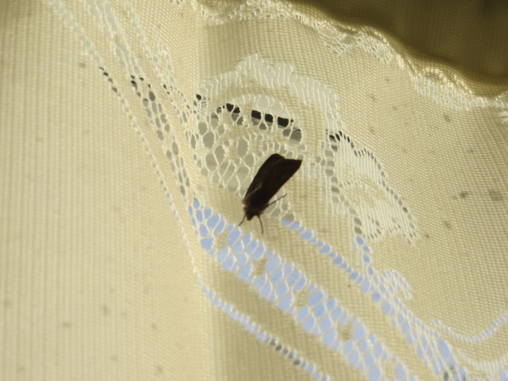 Menace Moth - Don't let the lace fool you.  This is not a fancy moth.