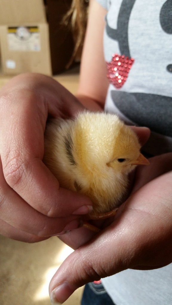 Seriously, how can you resist these little fluffballs?